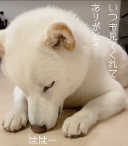 インスタ初心者が柴犬のインスタグラムでフォロワーを5000人増やした方法 Everydayだい吉
