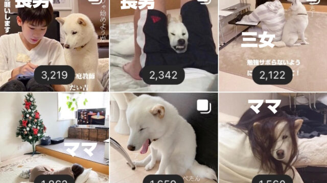 インスタ初心者が柴犬のインスタグラムでフォロワーを5000人増やした方法 Everydayだい吉
